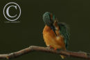 Kingfisher preening it's feathers.